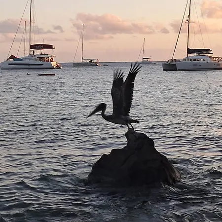 بيت ضيافة Bougaville *