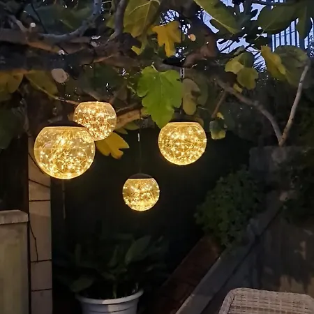 Bouganvillea 세니갈리아